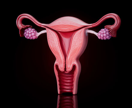 Conceptual 3D illustration of a human uterus and female reproductive anatomy