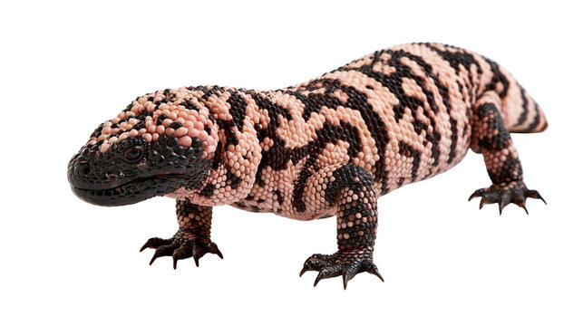 Gila monster lizard with black and pink beaded skin texture