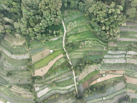 Aerial view of Telomoyo mountain slopes with terraced vegetable farms, narrow dirt paths, and dense forest patches in Kecamatan Ngablak, Jawa Tengah, Indonesia.