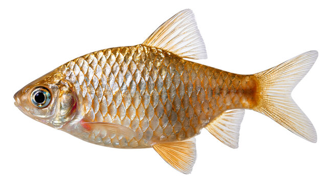 Golden crucian carp fish with shiny scales and translucent fins