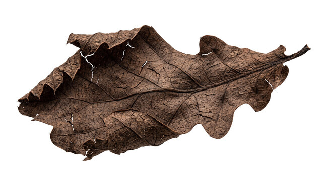 Dried brown oak leaf with textured veins. Crunchy autumn foliage for seasonal decor. Withered fallen leaf showing natural decay. isolated PNG with Transparent Background