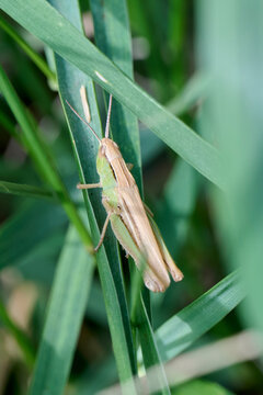 a light brown and green grasshopper is clinging to a blade of grass
