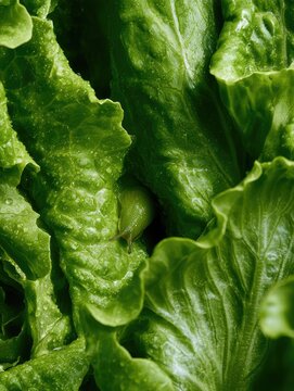 Close-up of fresh lettuce leaves with a small slug hidden between them, organic produce and garden pest concept
