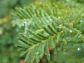 water drop after rain on a green tree branch © luciezr