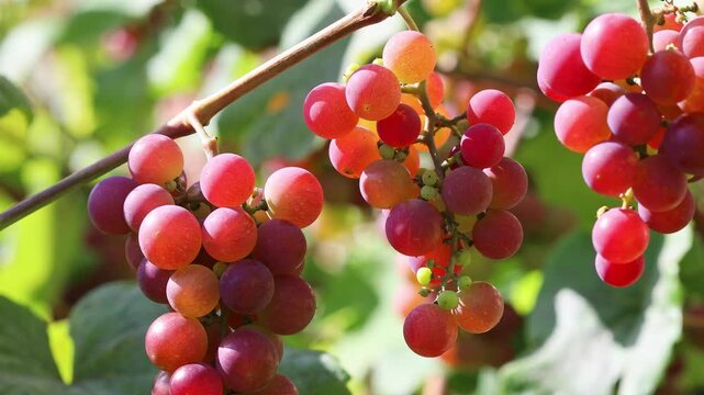 Ripe grapes hanging on vineyard branches in farm garden, swaying from wind under sunlight. Fresh fruit harvest on vine in rural agricultural countryside for winery and healthy food.