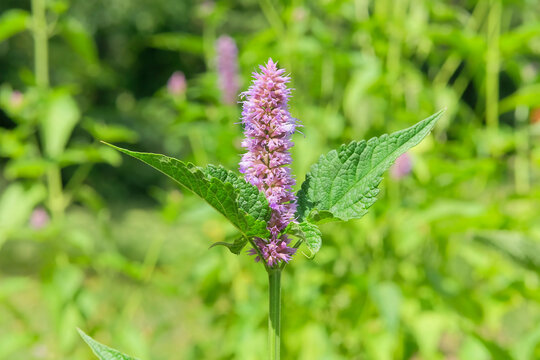 Hyssop in meadow in sunny day. Pink flowering and spicy aroma. Agastache foeniculum with flowers is growing in cottage garden. Medicinal herbaceous perennial.