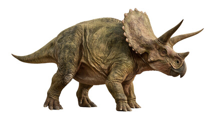 Full body side view of a textured green Triceratops dinosaur with three horns © Ari