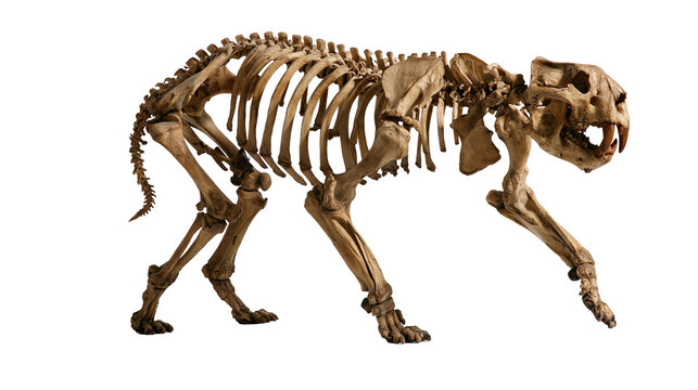 Saber-toothed tiger skeleton with large fangs and detailed bone structure
