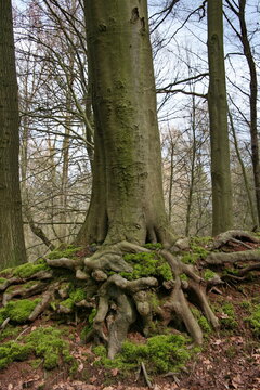 Baumwurzeln