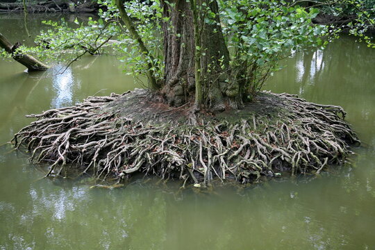 Wasserwurzeln