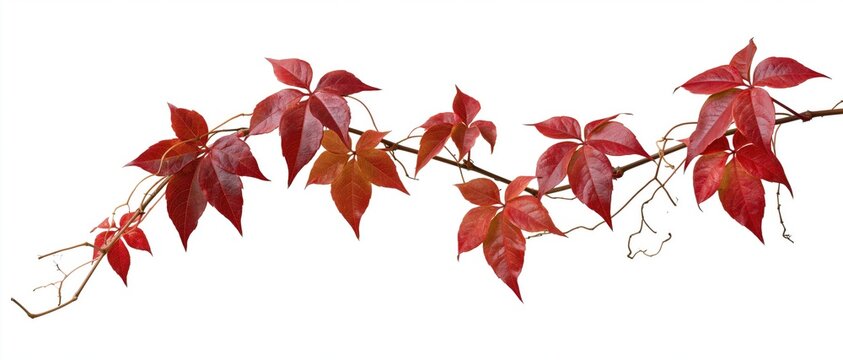 The Red Autumn Leaves Vine Branch On White Background Closeup