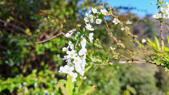 Delicate white spiraea thunbergii blossoms bloom densely along thin branches in bright sunlight.