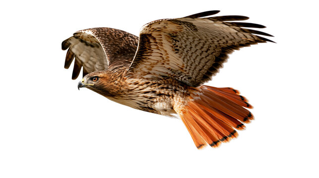 Red-tailed hawk in flight with wings spread wide showing brown and orange feathers