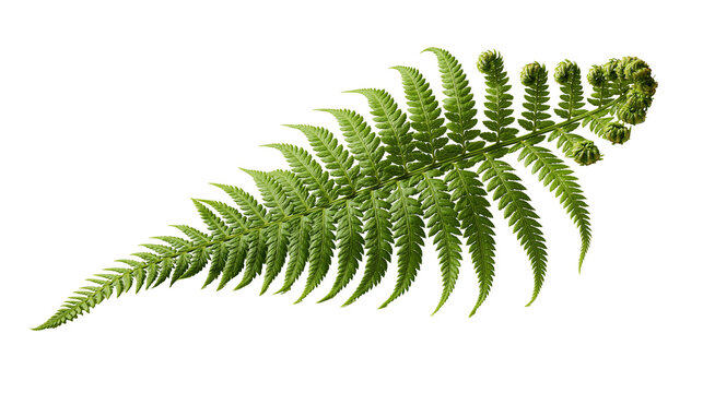 Fresh green fern frond with curled fiddlehead tip