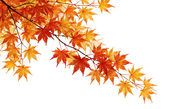 Vibrant orange and red Japanese maple tree branch with autumn foliage