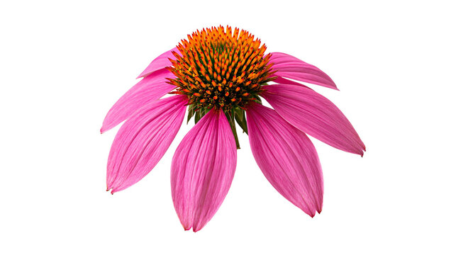 Vibrant pink Echinacea purpurea flower with a spiky orange central cone