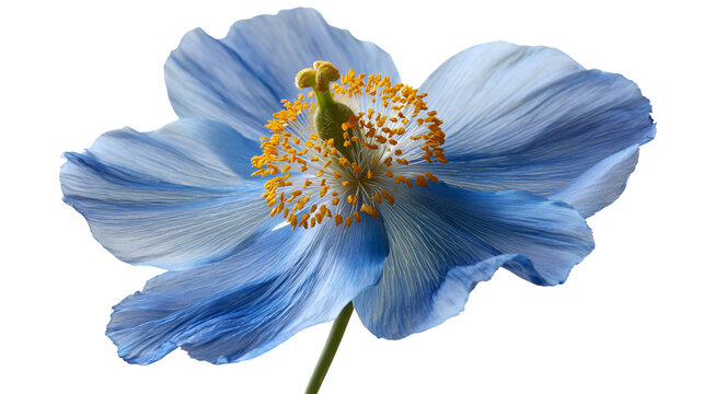 Vibrant blue Himalayan poppy flower with yellow stamen and green pistil