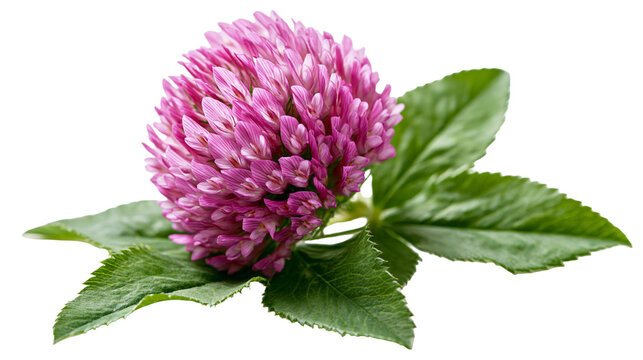 Vibrant pink red clover flower head with green trifoliate leaves
