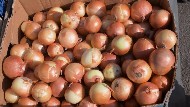  Fresh onions for sale at the market. Freshly harvested organic onions displayed in a box.