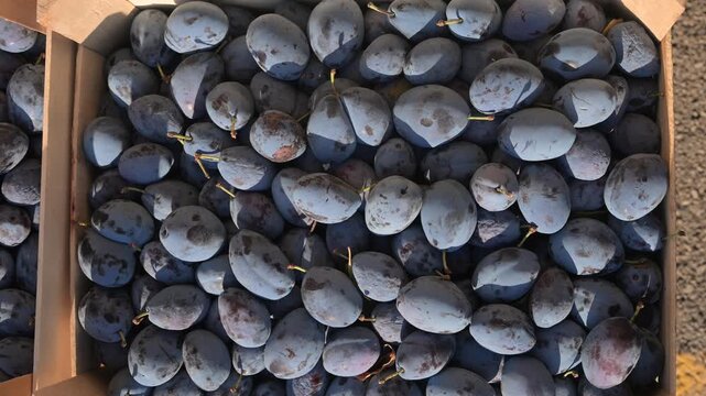Pile of ripe purple plums for sale at a local market. Fresh juicy plums stacked on a market display.