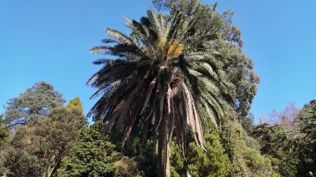 A wide phoenix canariensis palm crown spreads its fronds beneath a clear blue sky.