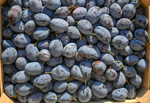 Pile of ripe purple plums for sale at a local market. Fresh juicy plums stacked on a market display.