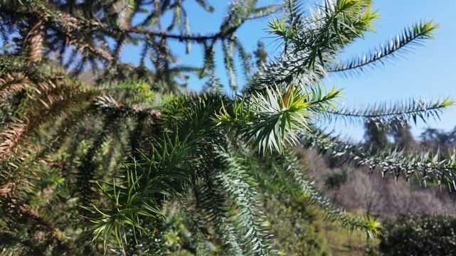 Sharp spiky araucaria araucana branches spread out under bright sunlight in a park.