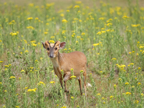 Muntjac deer in a field of yellow flowers