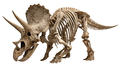 Triceratops dinosaur skeleton fossil with large frill and three horns © Ophelia