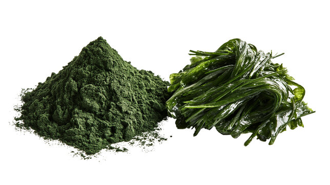 Green spirulina powder pile and fresh raw wakame seaweed strands
