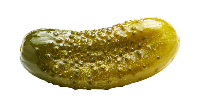 Single whole crunchy green pickled cucumber with bumpy skin texture
