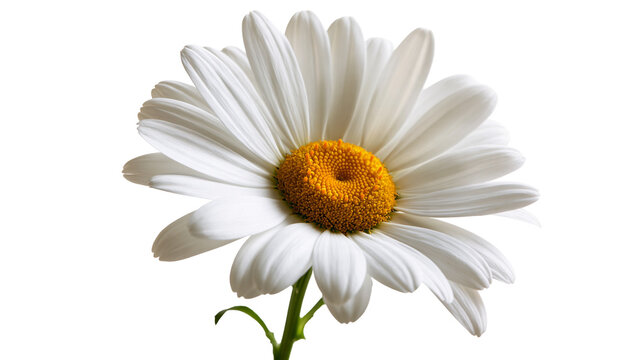 Single white daisy flower with yellow center and green stem