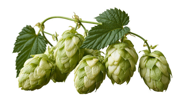 Fresh green hop cones with leaves on a vine branch