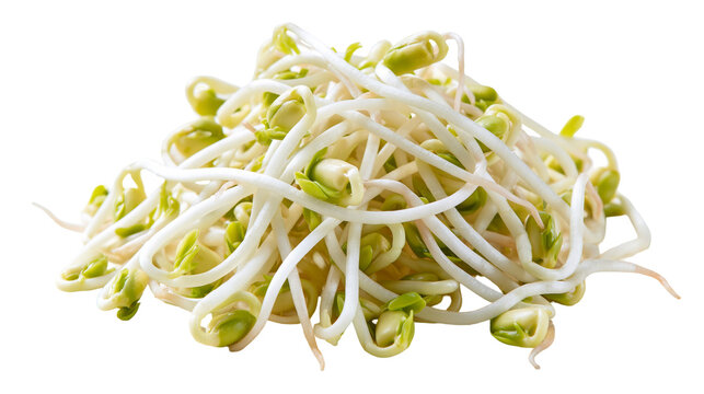 Fresh raw mung bean sprouts heap