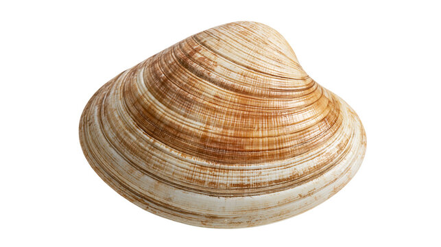 Single brown and beige striped clam shell with smooth texture