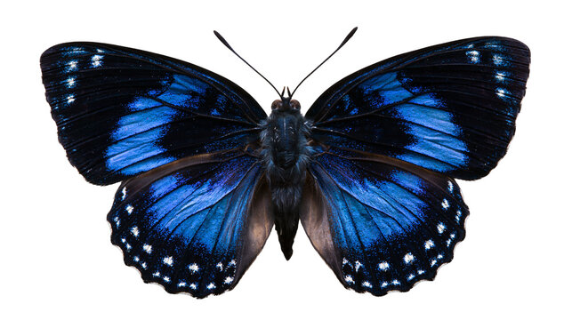Vibrant blue and black butterfly with white spotted wing edges