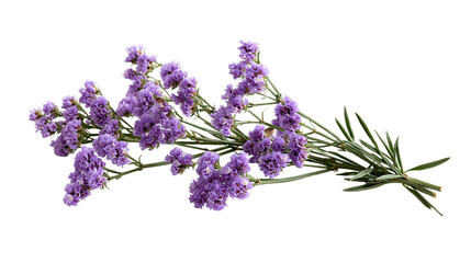 Fototapeta premium Purple Limonium statice flower sprig with green stems and small petals