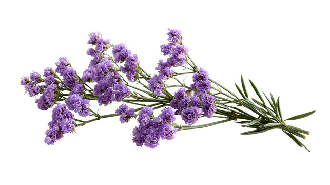Purple Limonium statice flower sprig with green stems and small petals