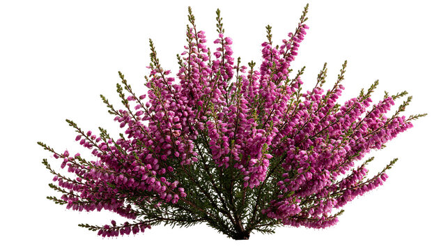 Vibrant purple heather shrub with dense blooming flower spikes and green foliage