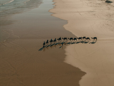Aerial view of a camel caravan walking along the sandy shoreline at Birubi Point, Anna Bay, New South Wales, Australia.