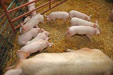 Many Newborn Pigglets and Big Sow in Pen Enclosure Farm © markobe