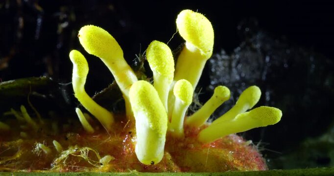 Yellow fruiting bodies of a Cordyceps fungus growing out of the body of a lepidopteran pupa.  The fruiting bodies are releasing filamentous ascospores. In cloud forest, Yanayacu near Cosanga, Napo pro