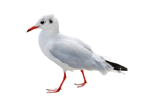 M&ouml;we