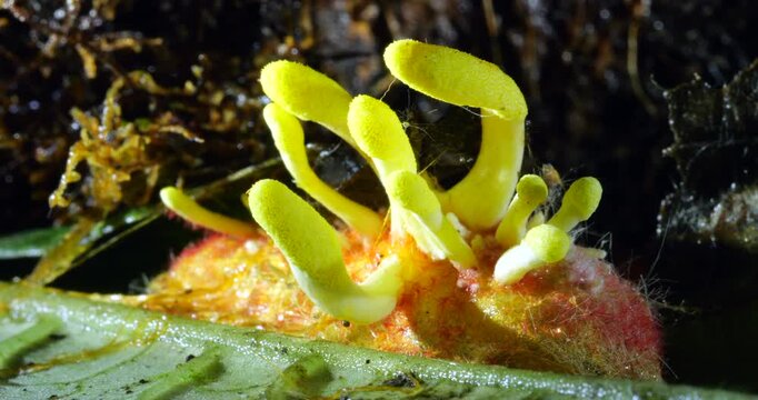 Yellow fruiting bodies of a Cordyceps fungus growing out of the body of a lepidopteran pupa.  The fruiting bodies are releasing filamentous ascospores. In cloud forest, Yanayacu near Cosanga, Napo pro