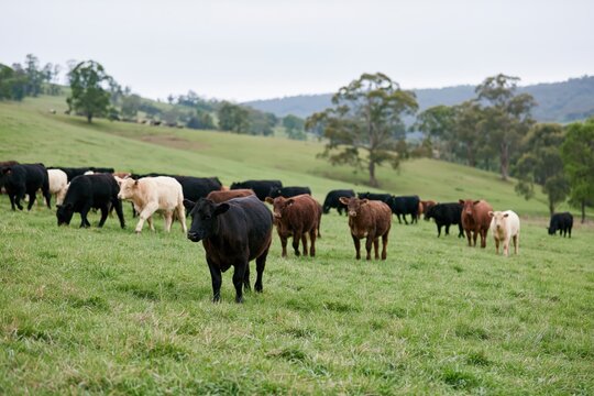 The Cattle Grazing in a Lush Green Pasture Under Rolling Hills