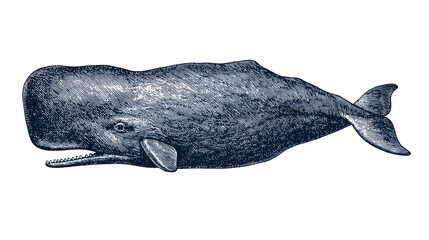 Engraved style blue sperm whale swimming profile view © Sylas