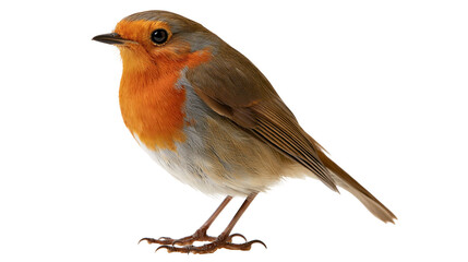 Fototapeta premium European robin bird with orange breast and brown wings standing in profile