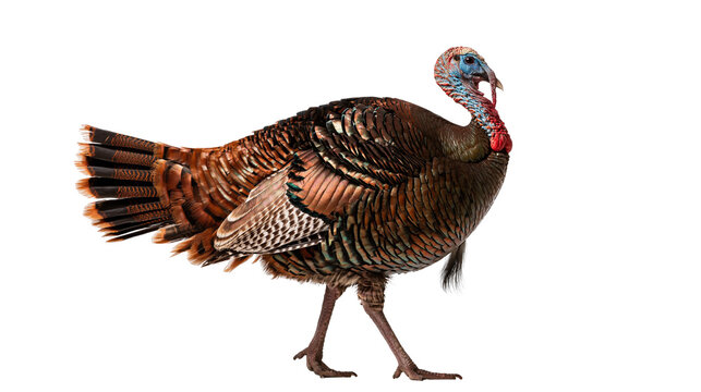 Adult male wild turkey with iridescent brown feathers and red wattle