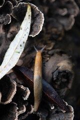 Fall background leaves mushroom and snail top down copy space image, authentic bokeh backdrop © Stock fresh 