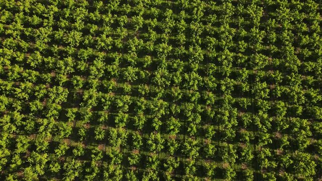 Aerial drone view showing dense green orchard trees arranged in orderly rows, with repeating vegetation patterns and sunlight creating textured agricultural landscape in Washington State, USA